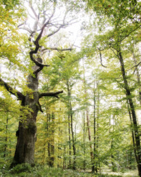 Baum - Bedeutungen und Symbolik