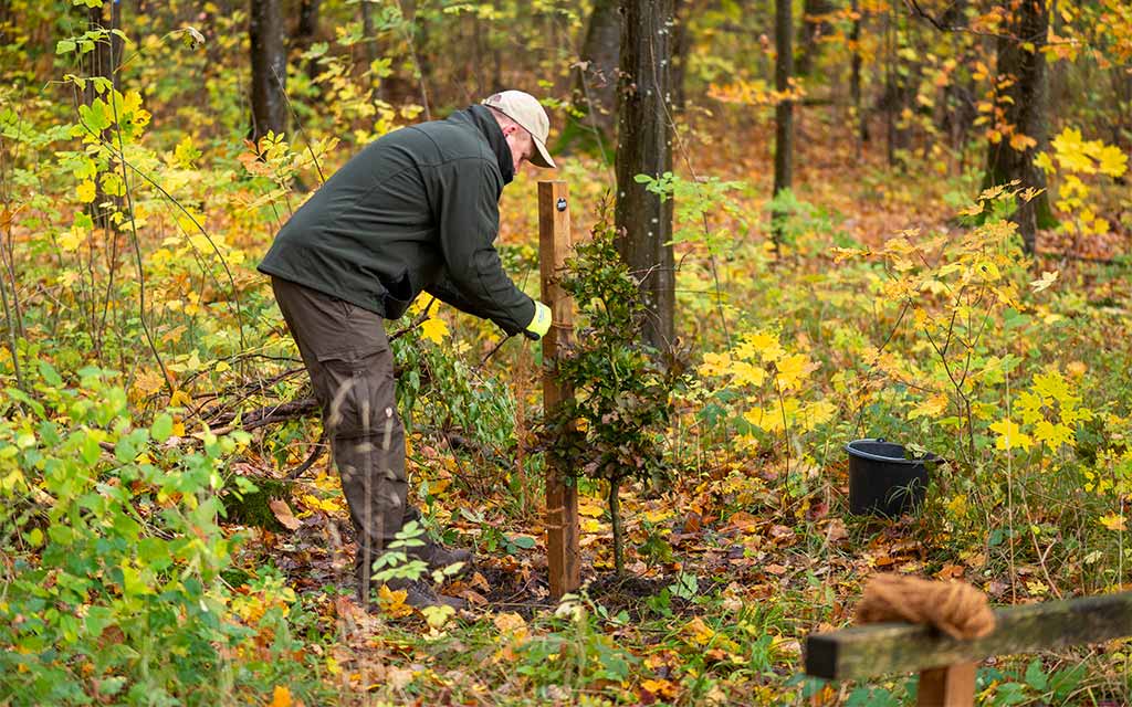 Ein Mann in dunkelgrüner Jacke bindet einen neu gepflanzten Baum an einem Pfosten an.