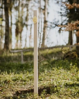 neu gepflanzter sternchenbaum