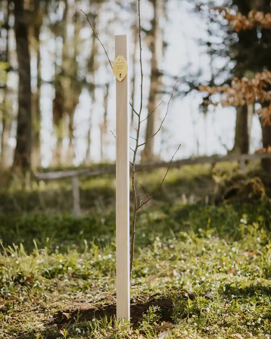 neu gepflanzter sternchenbaum