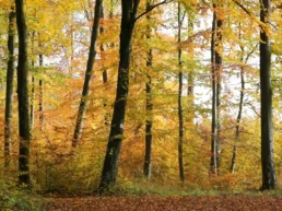 ruhebaum ostalb im herbst