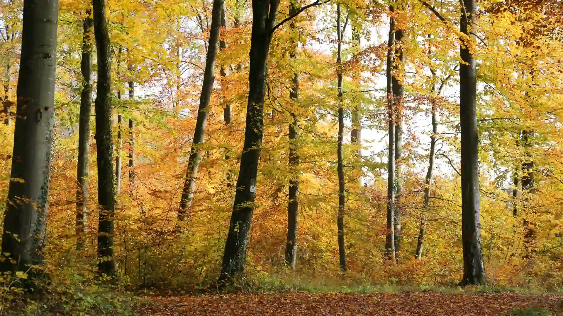 ruhebaum ostalb im herbst