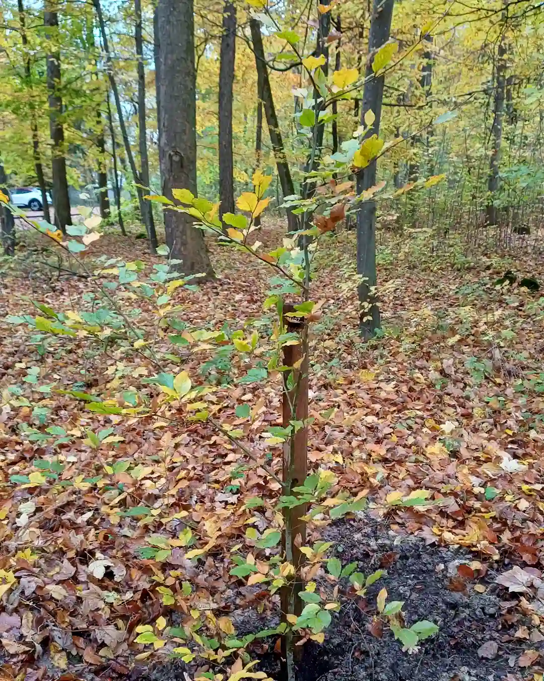 neu gepflanzter ruhebaun