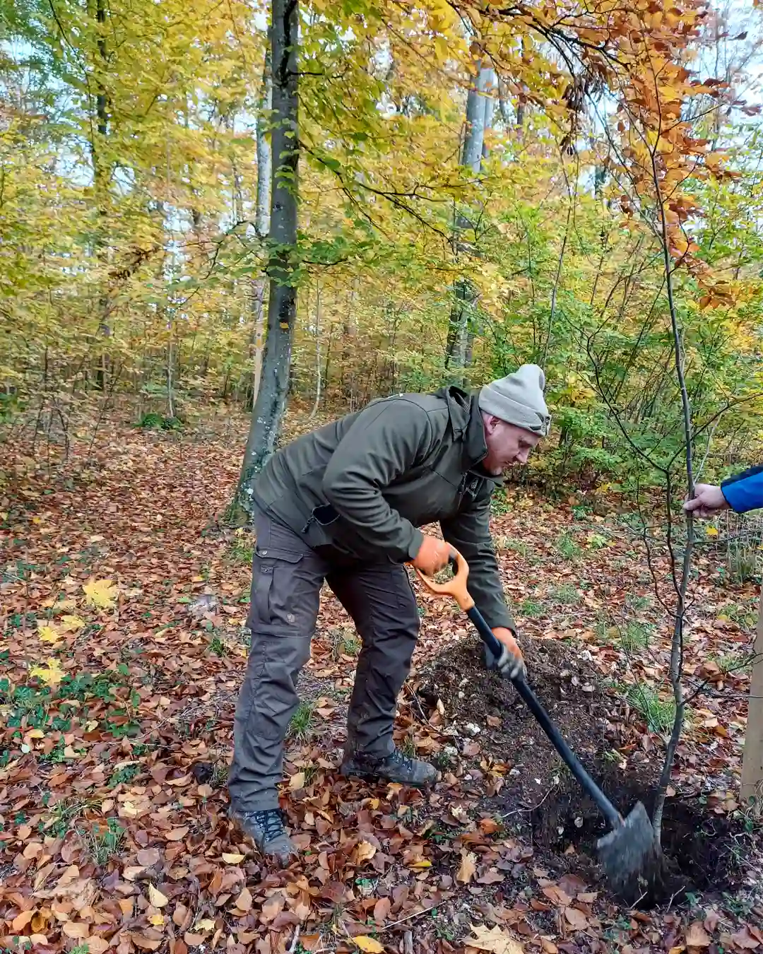 ein ruhebaum wird gepflanzt