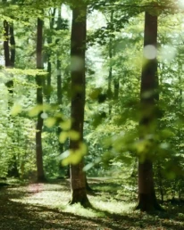 grüner buchenwald im sommer