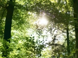 blick durch baumkronen in den himmel