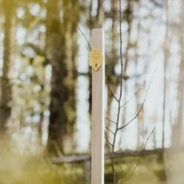 eine linde als sternchenbaum im ruhebaum romantische strasse