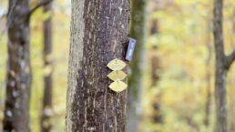 namensschilder an einem ruhebaum