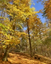 bestattungswald harburg in leuchtenden herbstfarben