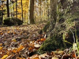 detailaufnahme standort harburg baumstamm im herbst