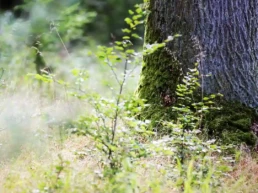 starker eichenbaum mit naturverjüngung