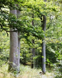 eichenwald ruhebaum romantische strasse im sommer