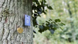 eine eiche als ruhebaum