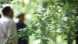 menschen im sommerlichen wald