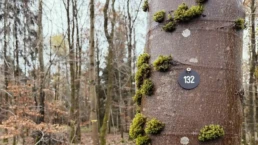 schwarze plakette mit zahl an einem ruhebaum