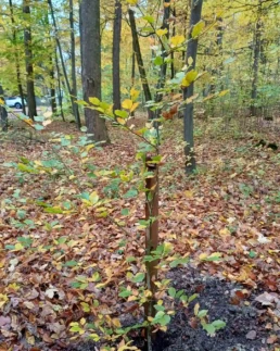 neu gepflanzter zukunftsbaum