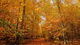 Goldener Herbst im Ruhebaum Ostalb