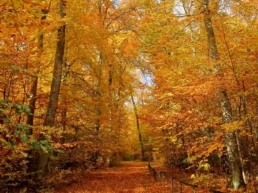 Goldener Herbst im Ruhebaum Ostalb