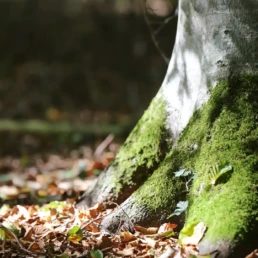 detailaufnahme vom fuß eines baumes