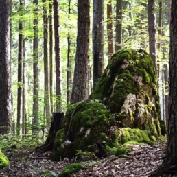 mit moos bewachsener stein im wald