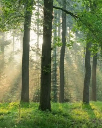 eichenwald im sommer