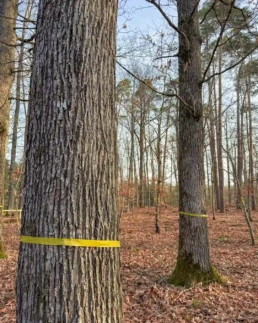 ruhebaum schillingsfürst: gelbe bänder markieren die künftigen ruhebäume
