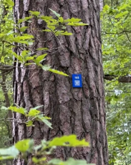 gemeinschaftsbaum in ruhebaum schillingsfürst
